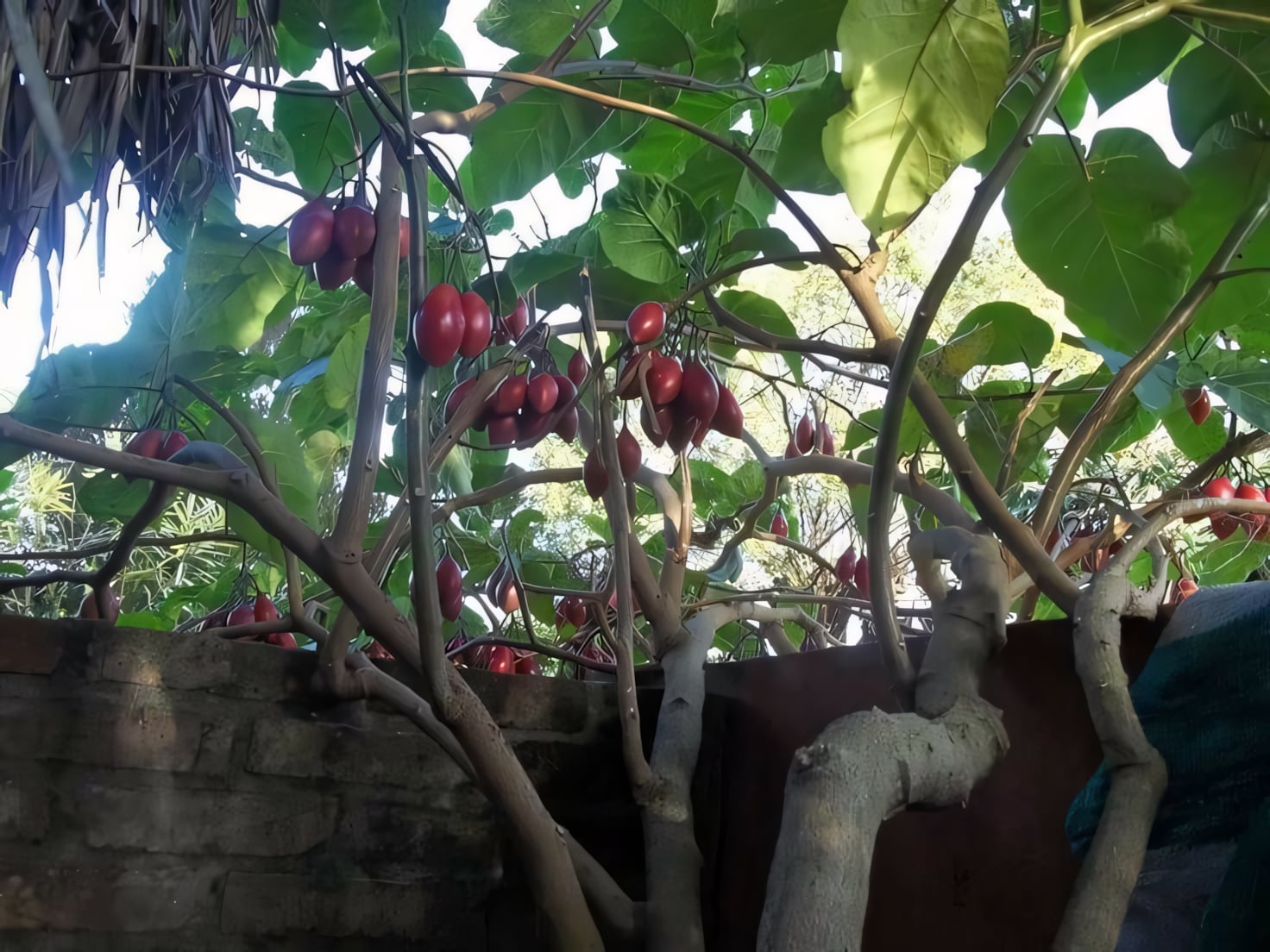 Цифомандра (Тамарилло)